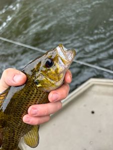 Fishing in Newaygo County