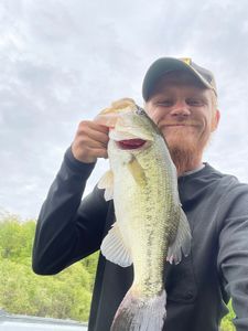 Largemouth Bass caught while fishing in MI