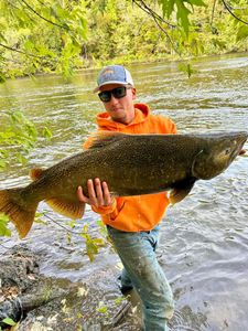 A fisherman holding a large sea trout in MI
