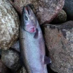Rainbow trout caught in Newaygo County