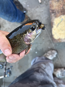 Nice rainbow trout caught jigging in Newaygo County today!