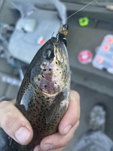 Nice rainbow trout caught jigging in Newaygo today!