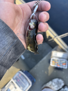 Nice rainbow trout caught jigging in Newaygo before the clouds rolled in.