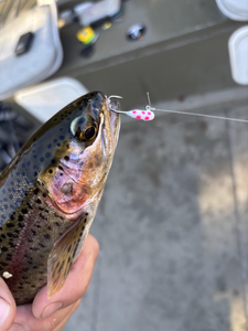 Nice rainbow trout on a colorful lure in Newaygo!