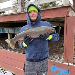 Image of a rainbow trout caught in MI