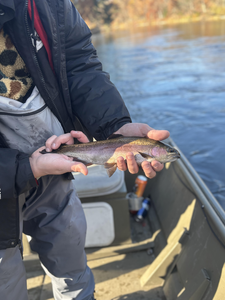 Nice rainbow trout on the water in Newaygo! Great day for jigging and drift fishing.