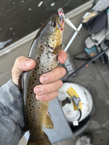 Nice sea trout taken jigging in Newaygo County! Cloudy afternoon didn't slow down the action.