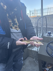 Nice sea trout using jigging technique! Perfect adventure on the water.
