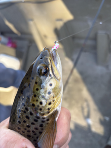 Nice sea trout on the jig today! Cloudy afternoon made for some exciting fishing action.