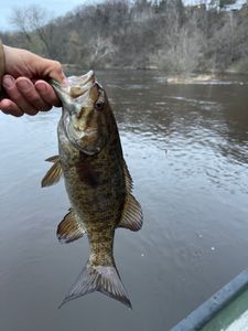 Smallmouth bass caught while fishing in Michigan