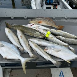 8 redfish, florida pompano, and spotted weakfish caught on cruises, fishing, and tours in MS