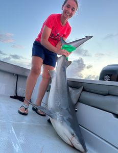 Blacktip shark, 28 inches, fishing in MS