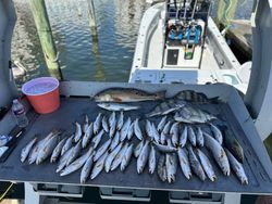 4 redfish and sheepshead caught during fishing tour in Gulfport