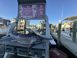 "Marlin on Display: A Taxidermy Trophy in a Picturesque Marina Setting."