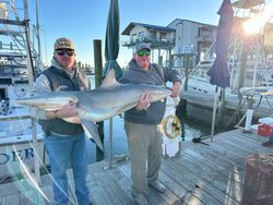 Sandbar shark measuring 36 inches, caught during cruises, fishing, and tours in MS