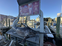 "Serene waterfront scene with a promotional display for a marine-themed attraction."