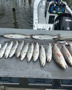 10 spotted weakfish, redfish, and spotted weakfish caught during a cruises, fishing, and tours trip in MS