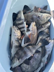 Three black drum fish caught in Gulfport, featuring a cruises, fishing, and tours fishing trip