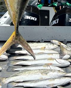 Three fish caught on cruises, fishing, and tours in MS