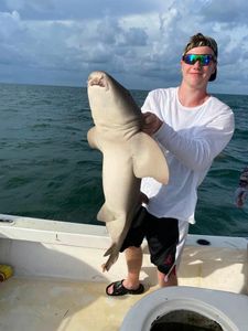 Marathon, FL Shark Abundance