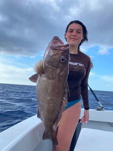 Trophy Grouper Reeled In Marathon, FL