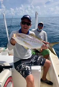 Yellow Tail Snapper Captured In Florida Waters