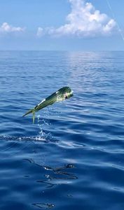 Mahi-mahi Acrobatic Leap Captured In Florida