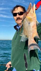 Florida's Hog Fish Beauty