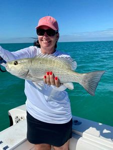 Grey Snapper Delight In Florida Waters