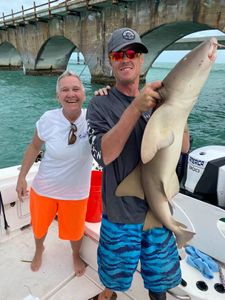 Bonnethead shark caught in Marathon, Florida