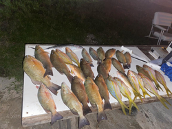 8 redfish caught while fishing in FL