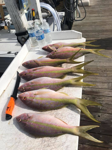 Four fish caught during a fishing trip in Marathon, Florida