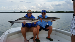 Two colossal cobia fish caught in FL