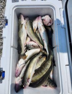 Three fish caught while fishing in OH
