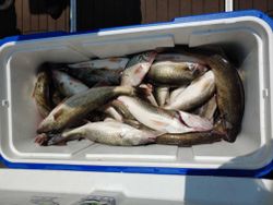 4 fish caught while fishing in OH