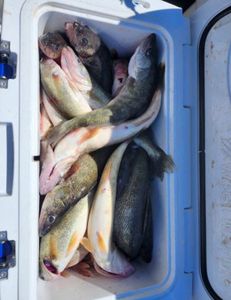 4 fish caught while fishing in OH