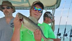 Sauger fish caught in OH by fishing