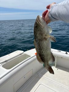 Gag Grouper caught while fishing in Port Richey