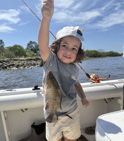 A grey snapper fish caught while fishing in FL
