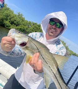 Snook fishing in Port Richey