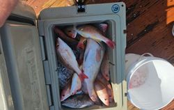 Three fish caught while fishing in Port Richey