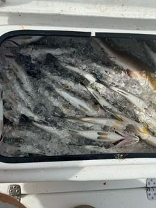 Fish-Species