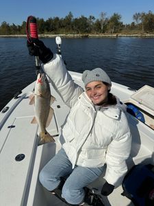 Fish-Species