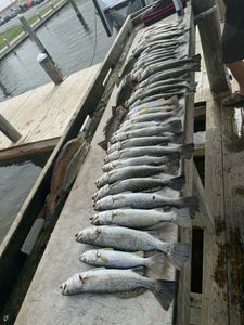 Fish-Species