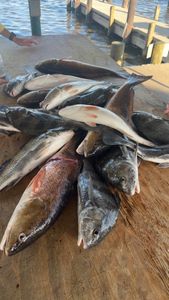 A fisherman with 4 black drum fish in LA