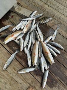 Fish-Species