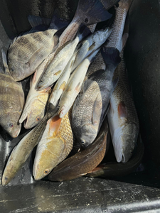 7 redfish and black drum in LA