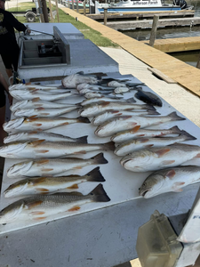 7 redfish caught in Lafitte