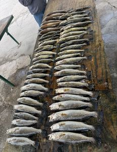Two spotted weakfish caught in LA