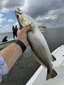 Spotted Weakfish caught in Lafitte